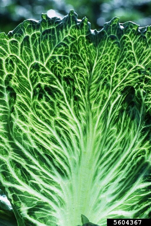 Mirafiori Lettuce Bigvein Virus (Ophiovirus Mirafiori Lettuce Bigvein