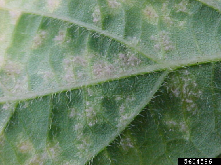 downy mildew (Peronospora manshurica)