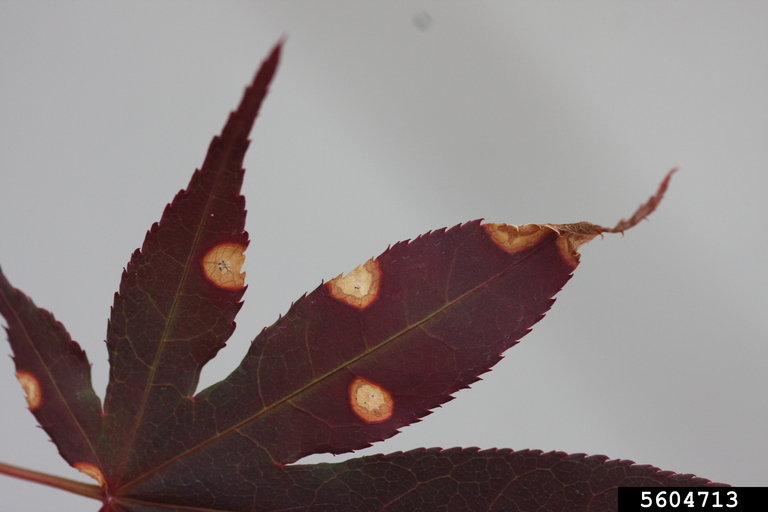 Phyllosticta leaf spots (Phyllosticta spp. ) on Japanese maple (Acer