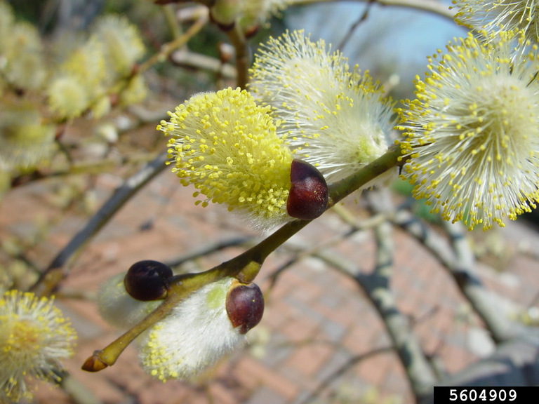 willow (Genus Salix)