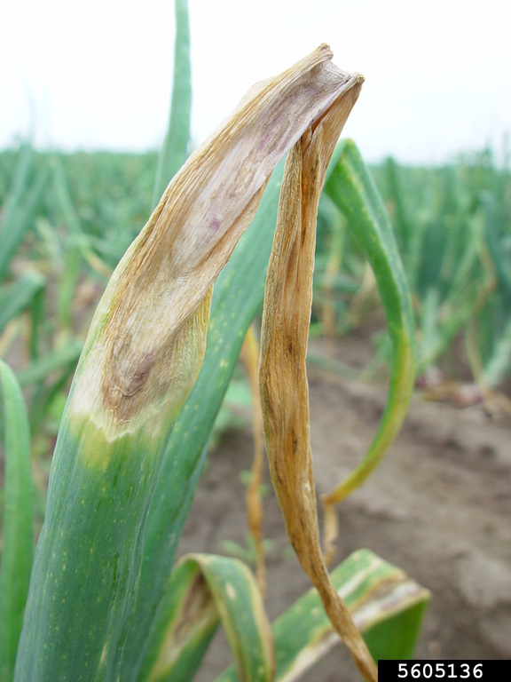 Stemphylium leaf blight and stalk rot (Stemphylium vesicarium ) on