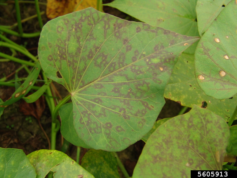 Sweet Potato Feathery Mottle Virus (Potyvirus Sweet Potato Feathery