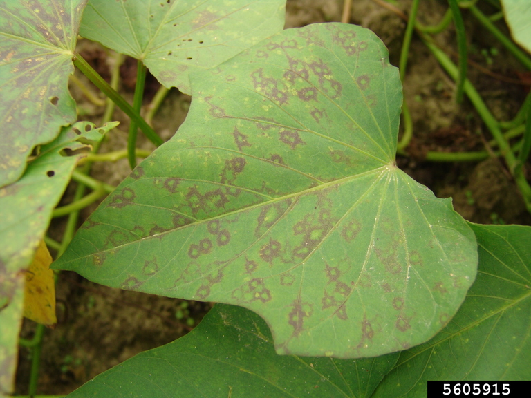 Sweet Potato Feathery Mottle Virus (SPFMV) (Potyvirus batataplumei)