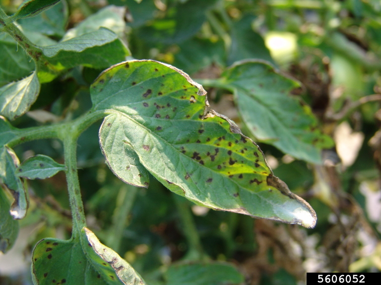 bacterial speck of tomato (Pseudomonas syringae pv. tomato (Okabe 1933 ...