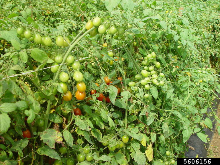 garden tomato (Solanum lycopersicum L.)