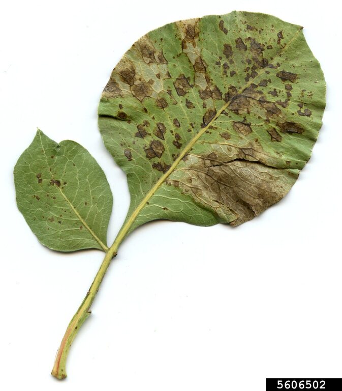 Alternaria black molds / stem cankers (Genus Alternaria)