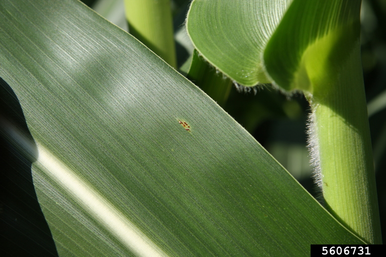 common corn rust (Puccinia ) on corn (Zea mays ) 5606731