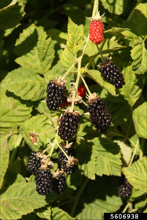 cane fruit (blackberry, raspberry), Rubus spp. (Rosales Rosaceae