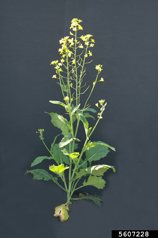 Le Colza Brassica napus var. napus Le Colza Brassica napus var. napus