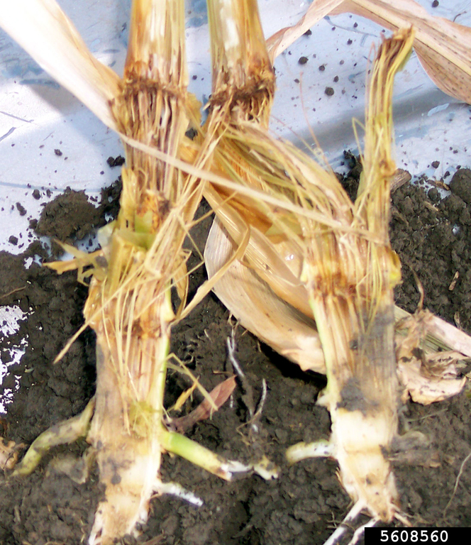 Pythium root and stem rot (Pythium aphanidermatum)