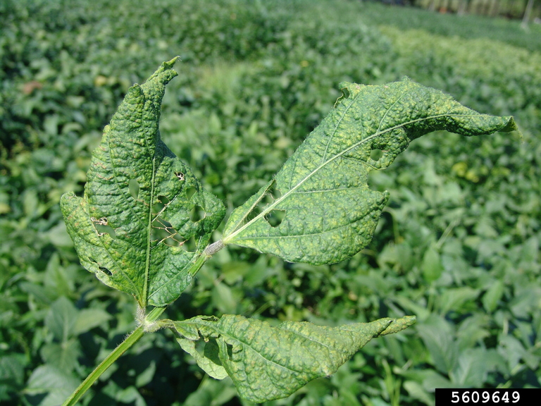 Bean Pod Mottle Virus (BPMV) (Comovirus Bean Pod Mottle Virus)