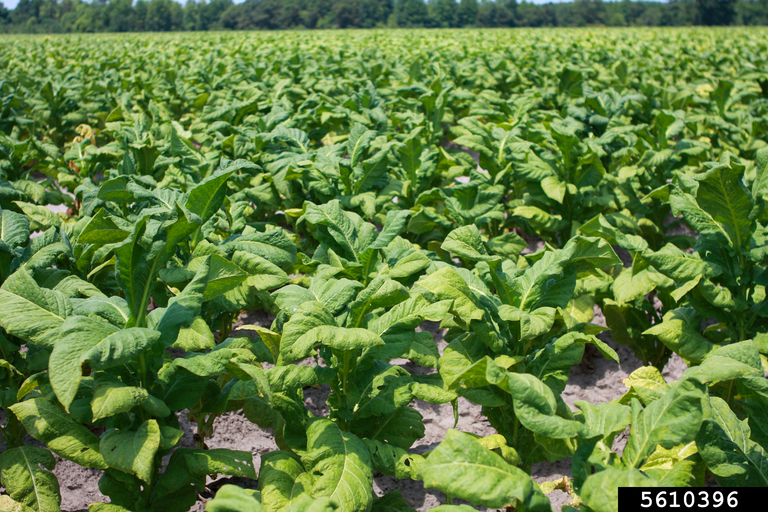 regulation of tobacco products Regulation and Control  Global State of Tobacco Harm Reduction