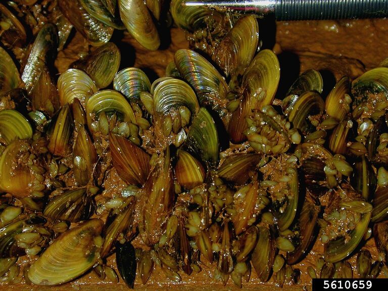 golden mussel (Limnoperna fortunei)