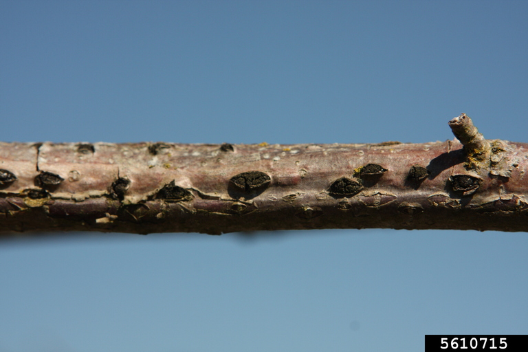 Eastern filbert blight (Anisogramma anomala)