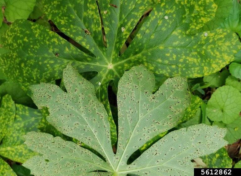mayapple rust (Allodus podophylli)