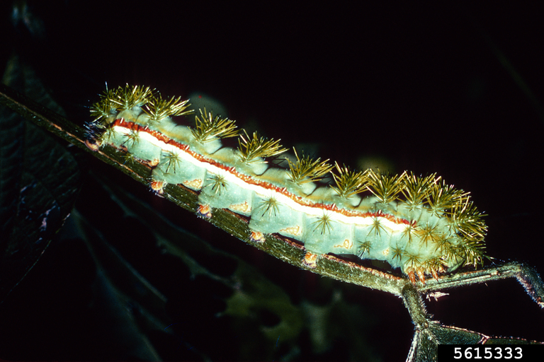 Io Moth Automeris Io Giant Silkworm And Royal Moths Io Moth | Insect