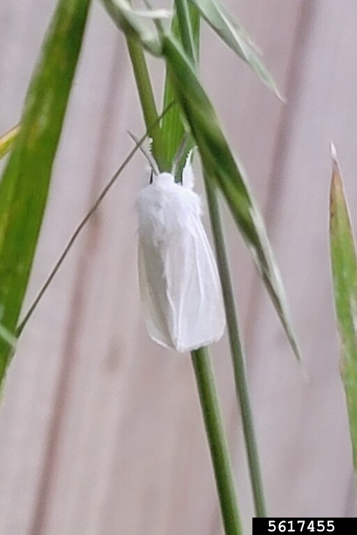 fall webworm (Hyphantria cunea (Drury, 1773))