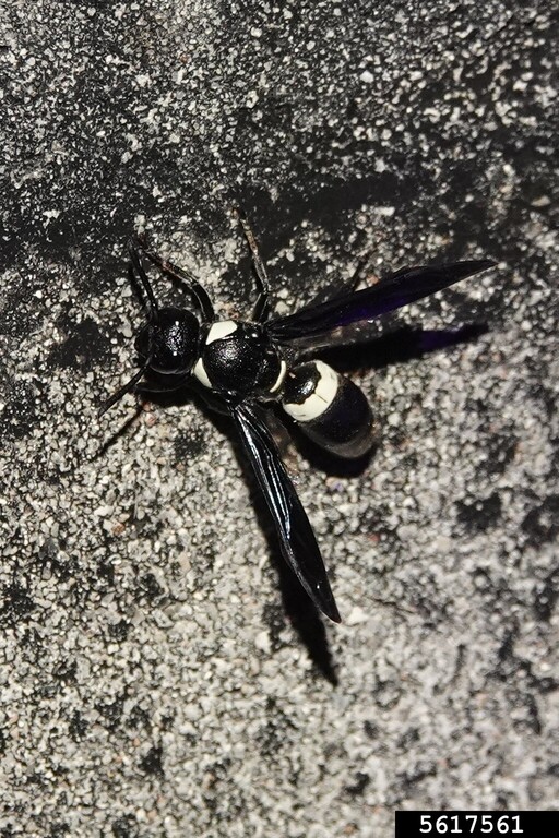 What Does A Carpenter Wasp Look Like at Justin Ward blog