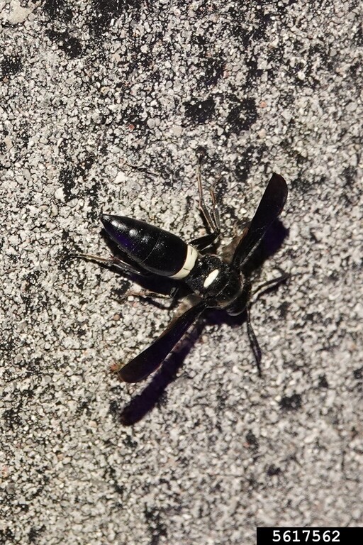 What Does A Carpenter Wasp Look Like at Justin Ward blog