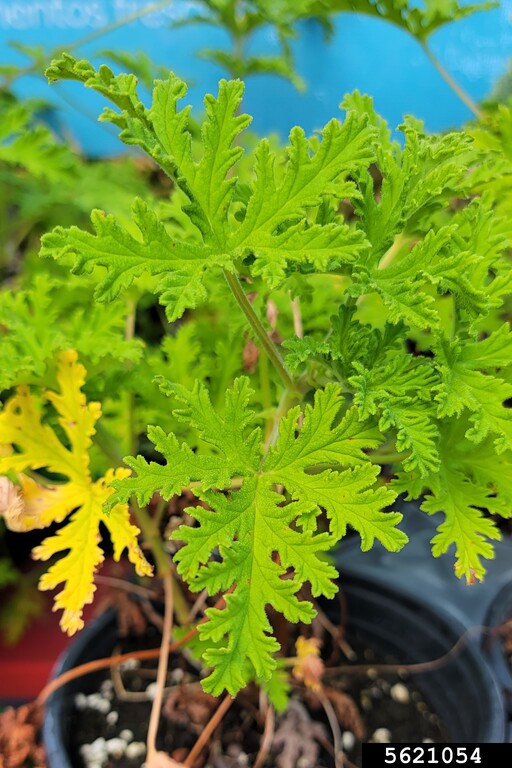 cuban mint plant Cuban Oregano Plants 5-8