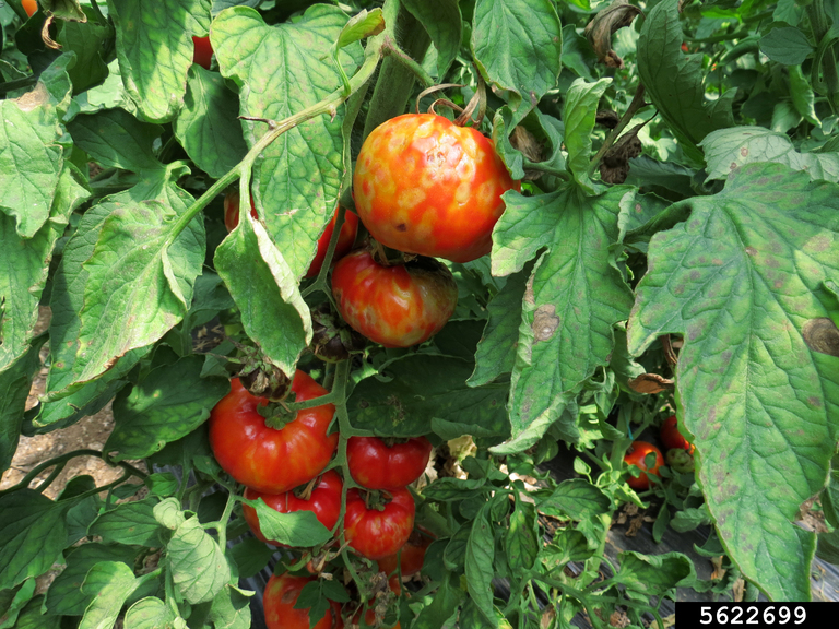 tomato spotted wilt virus (TSWV) (Tospovirus Tomato spotted wilt virus)