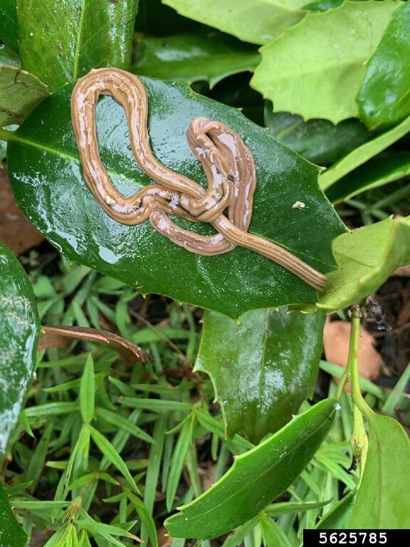 shovelheaded garden worm (Bipalium kewense)
