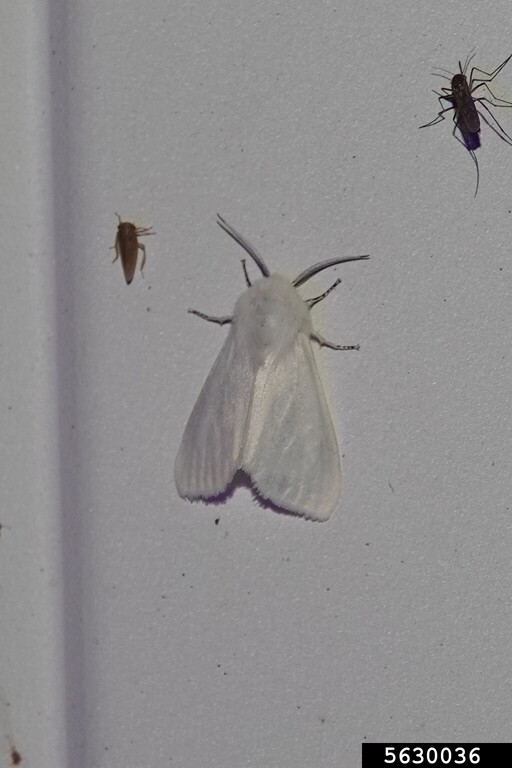 fall webworm (Hyphantria cunea (Drury, 1773))