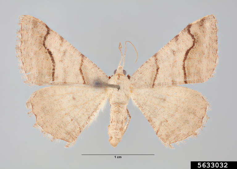 Geometrid moth (Digrammia continuata (Walker))