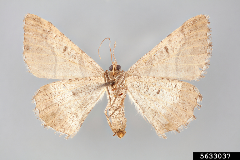 Geometrid moth (Digrammia continuata (Walker))