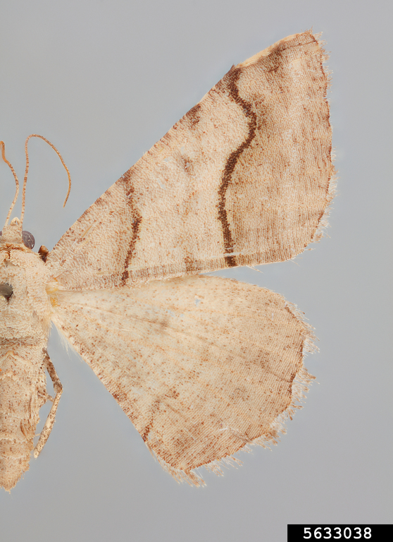 Geometrid moth (Digrammia continuata (Walker))