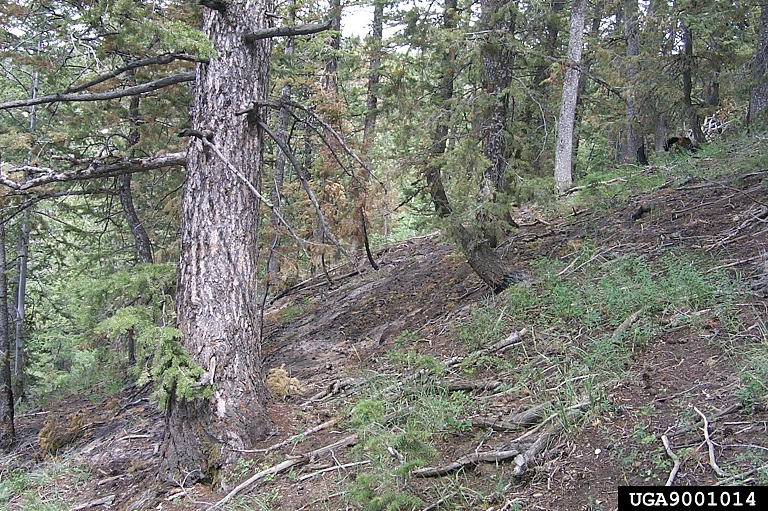 douglas-fir-beetle-dendroctonus-pseudotsugae-hopkins-1905
