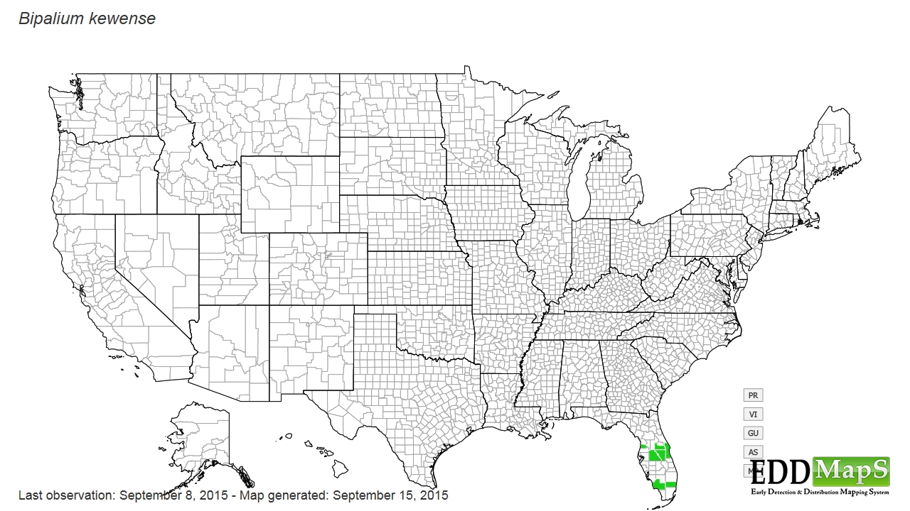 hammerhead worm, Bipalium kewense N/A Tricladida Bipaliidae