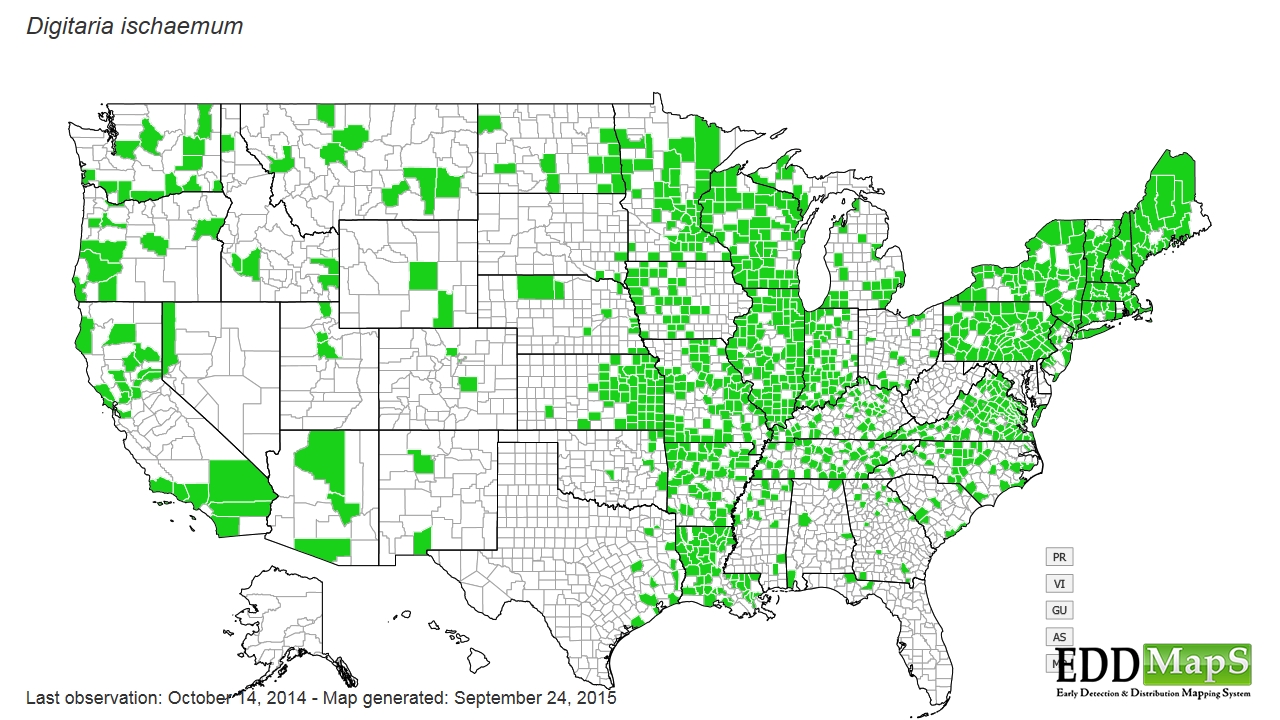 smooth crabgrass, Digitaria ischaemum Cyperales Poaceae