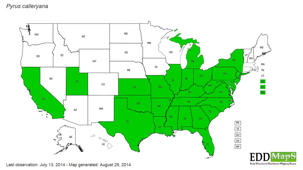 Callery pear (Bradford pear) (Pyrus calleryana) EDDMapS State