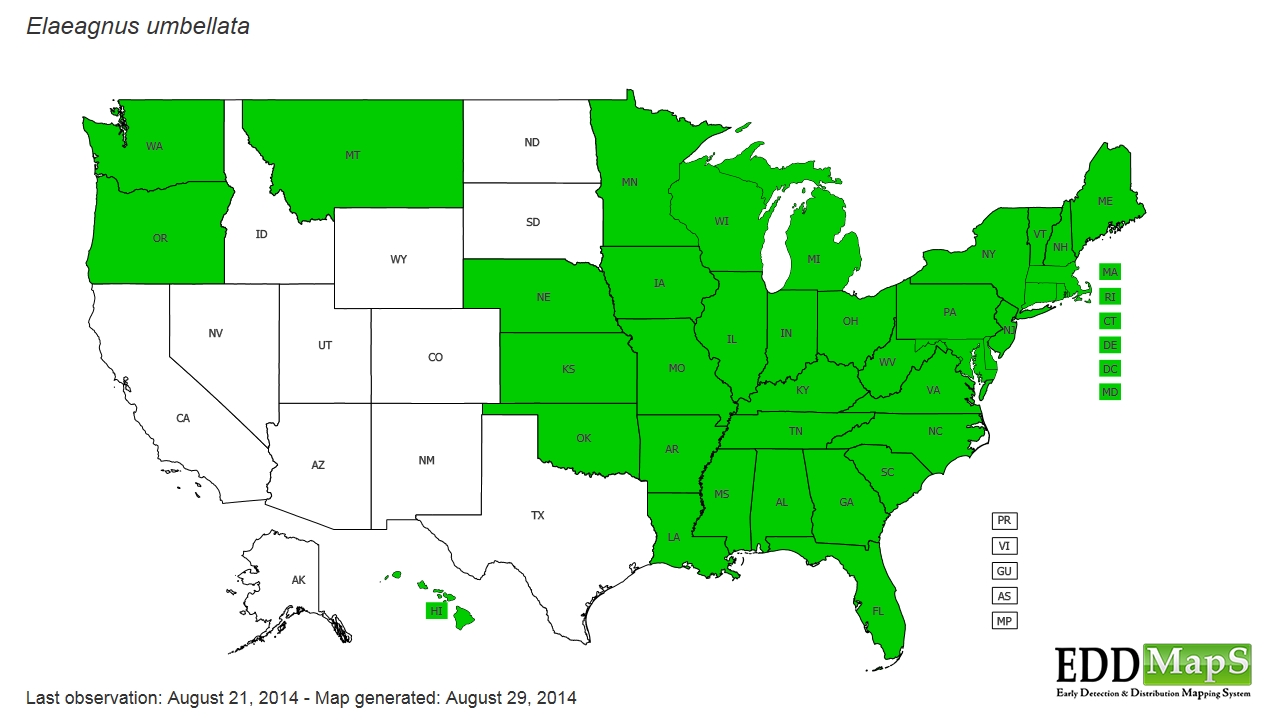 autumn olive (Elaeagnus umbellata) EDDMapS State Distribution