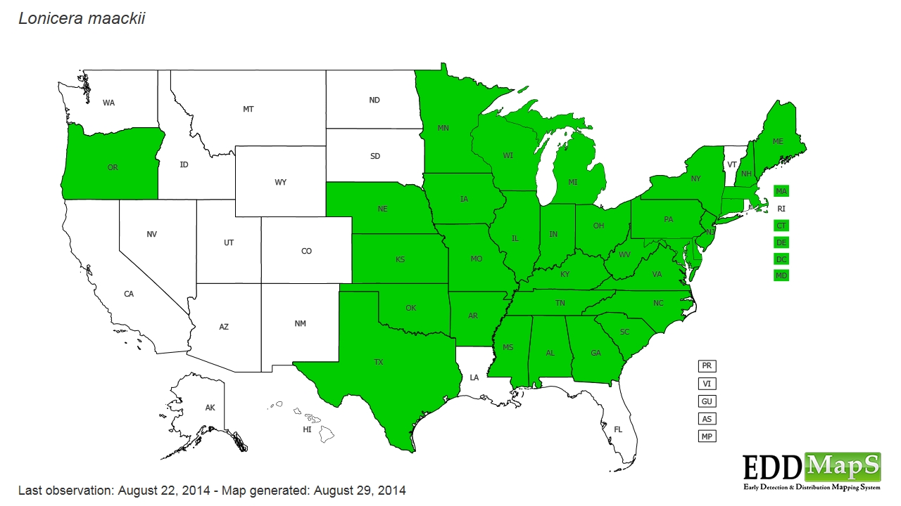 Amur Honeysuckle Lonicera Maackii EDDMapS State Distribution