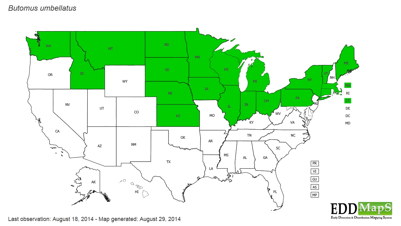floweringrush (Butomus umbellatus) EDDMapS State Distribution