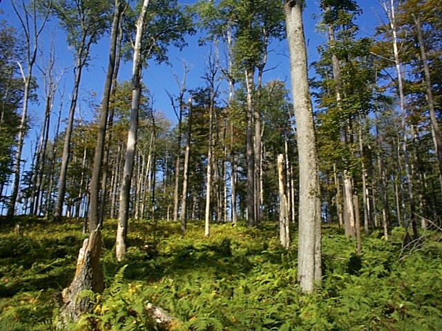 Park Photo