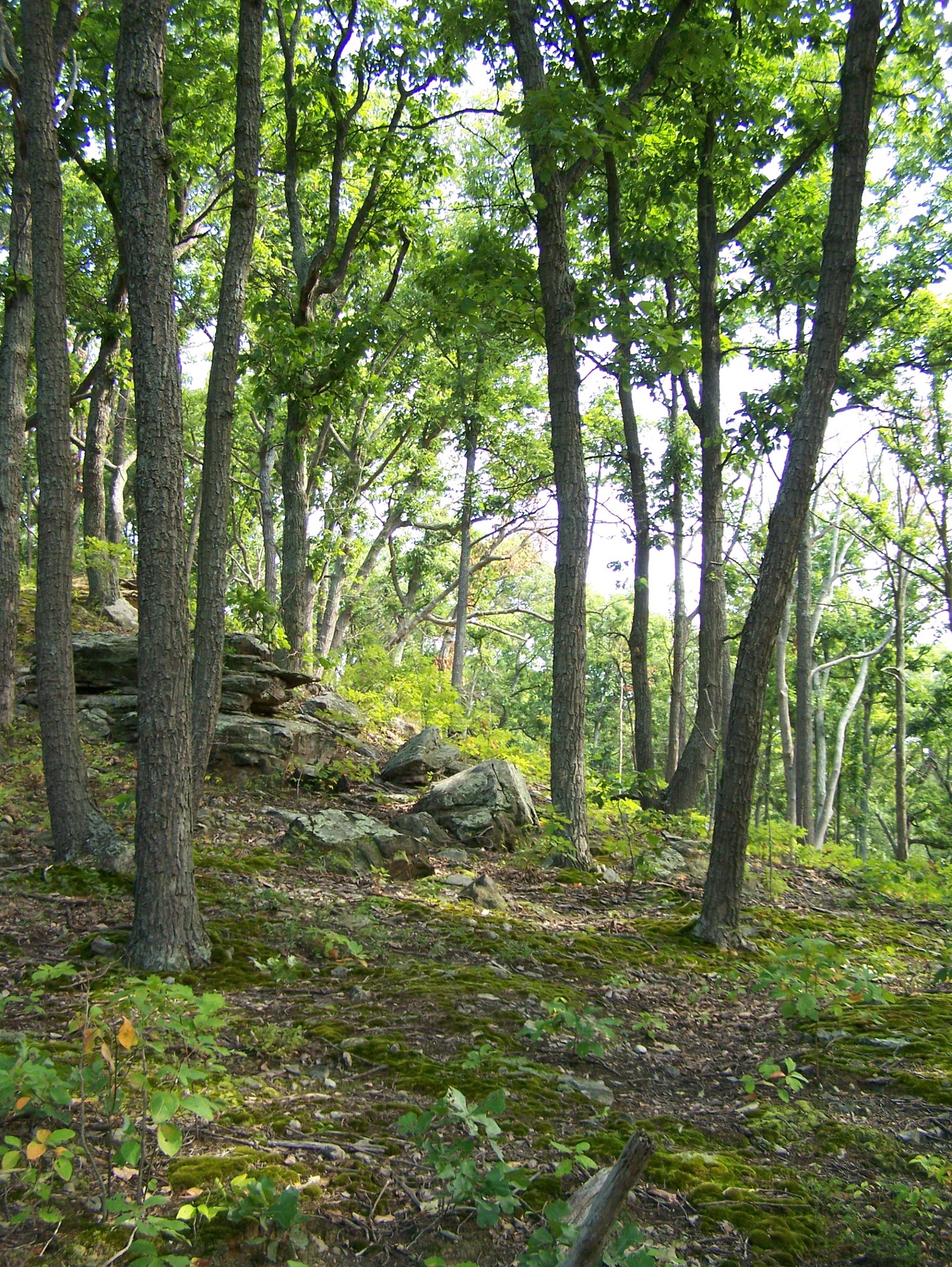 Park Photo
