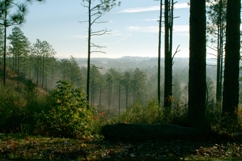 Park Photo