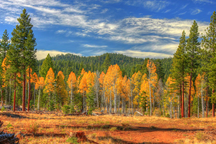 Park Photo