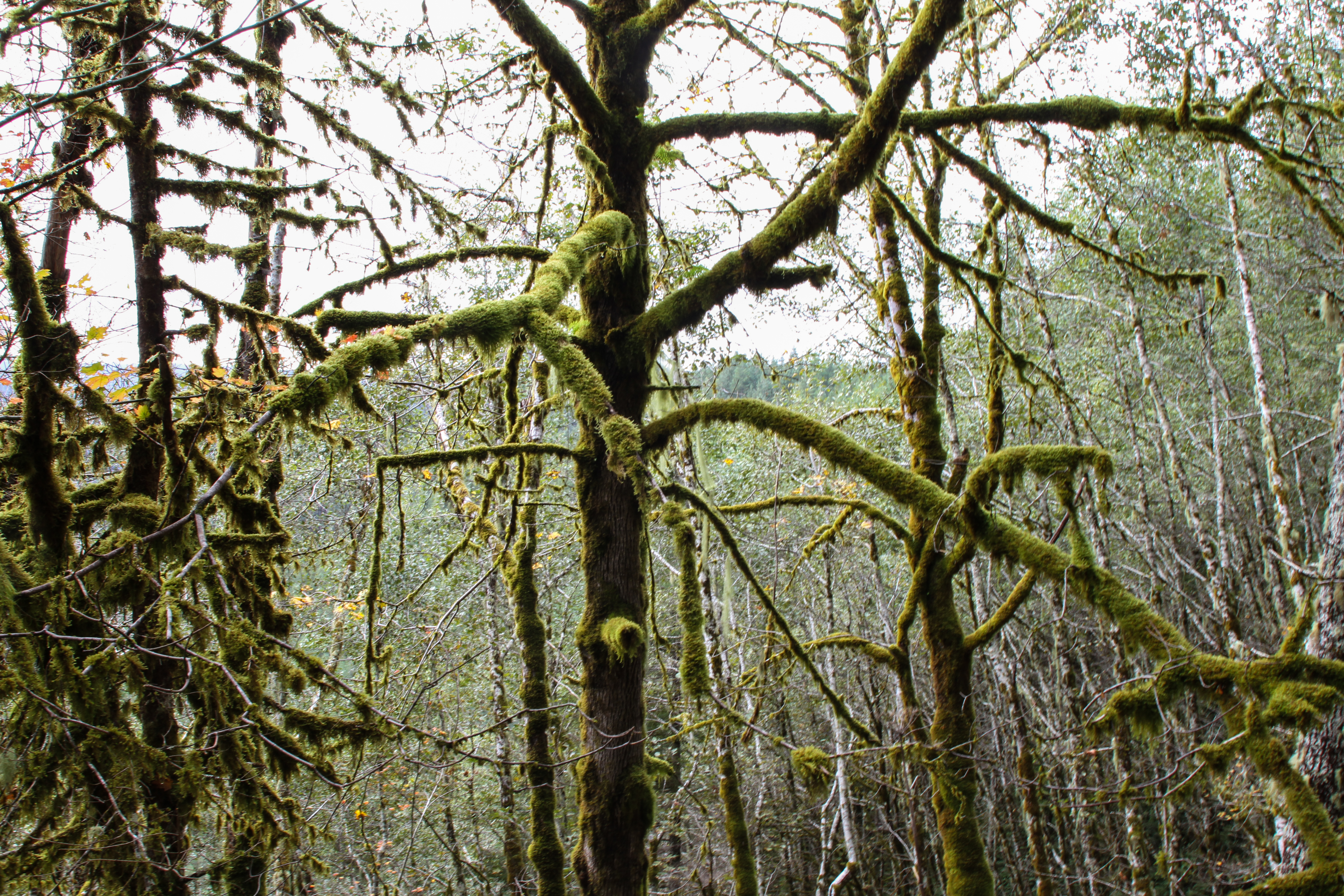 Devil's Staircase Wilderness