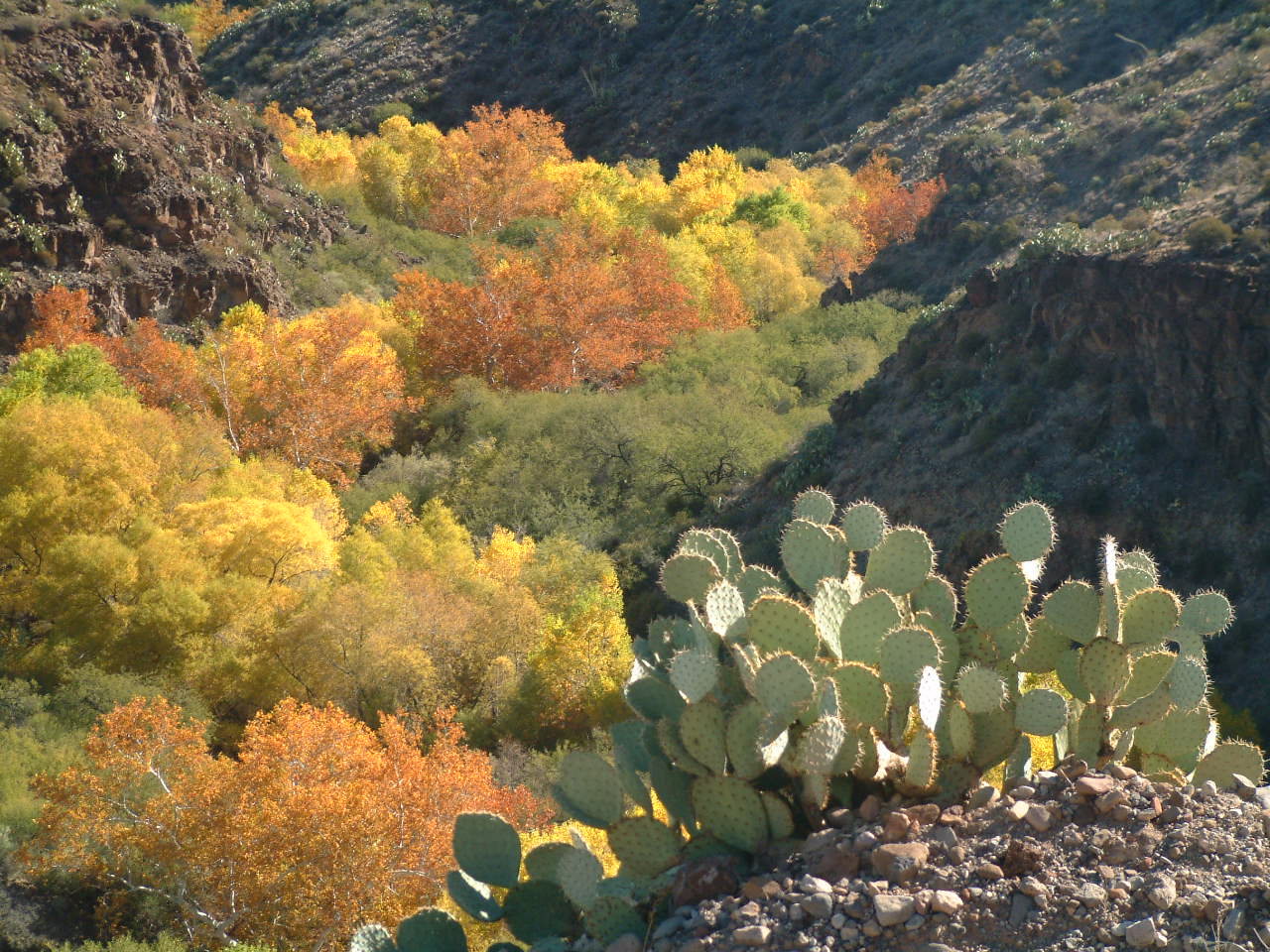 Gila Box Riparian National Conservation Area