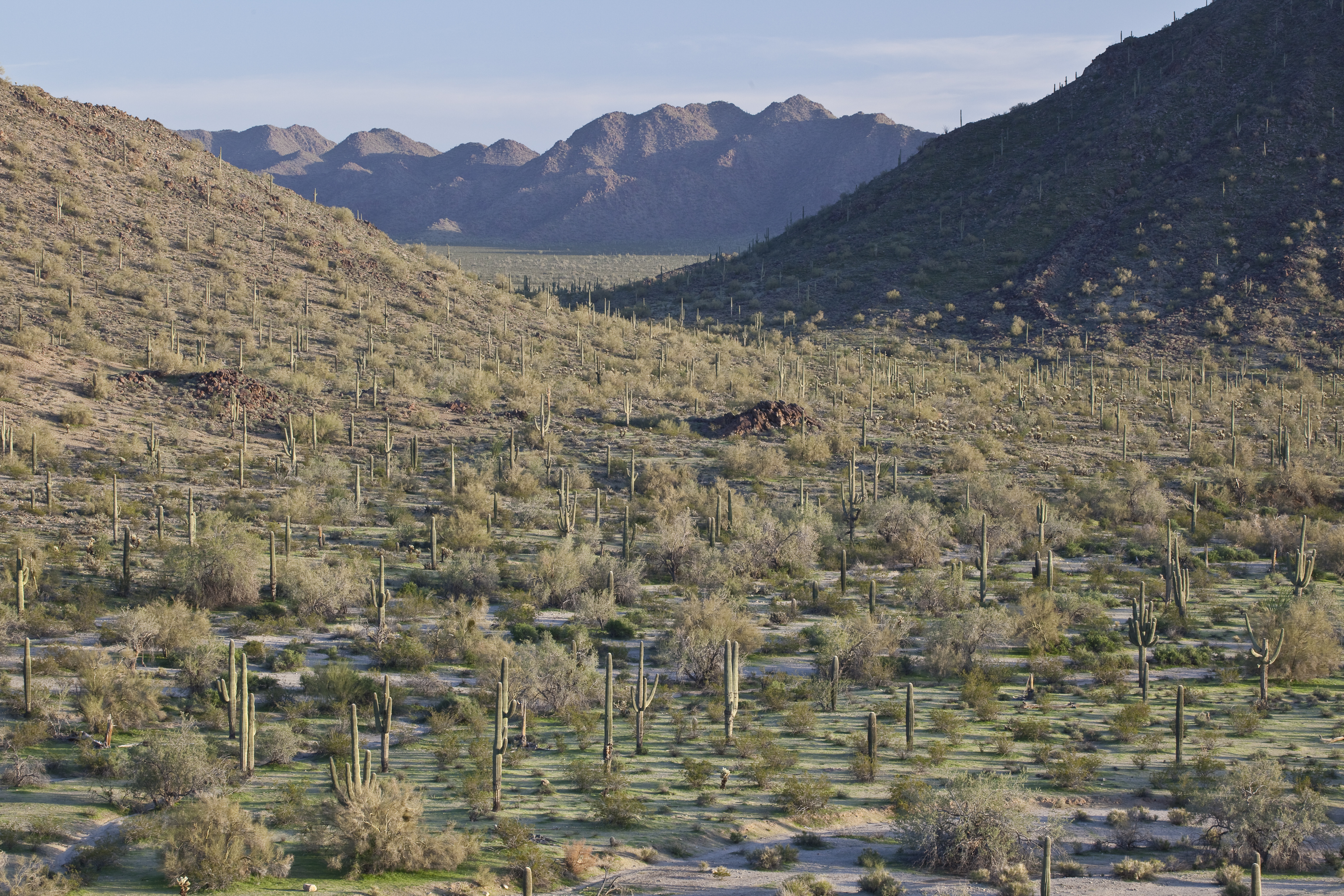 Sonoran Desert National Monument