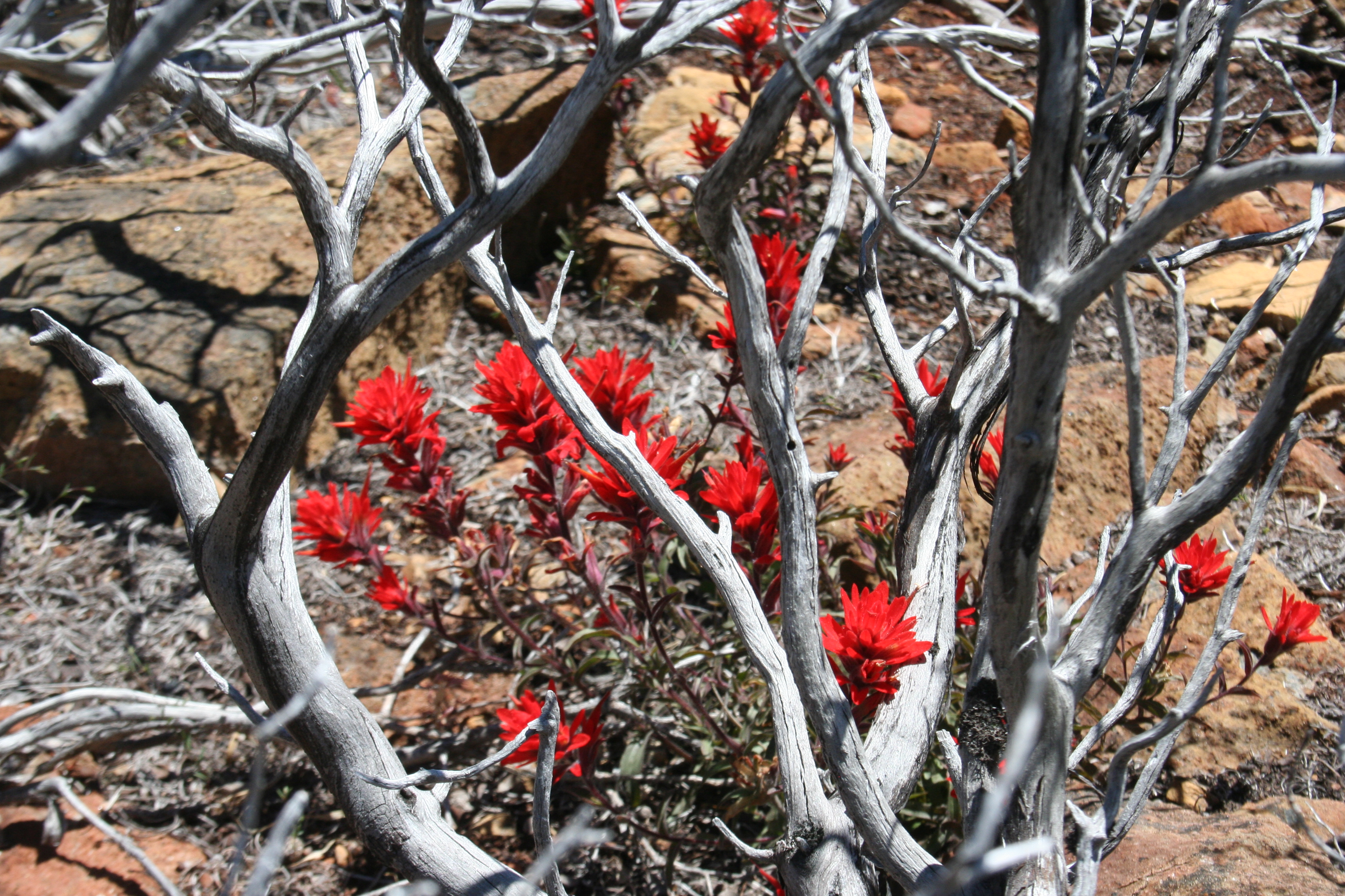 Park Photo