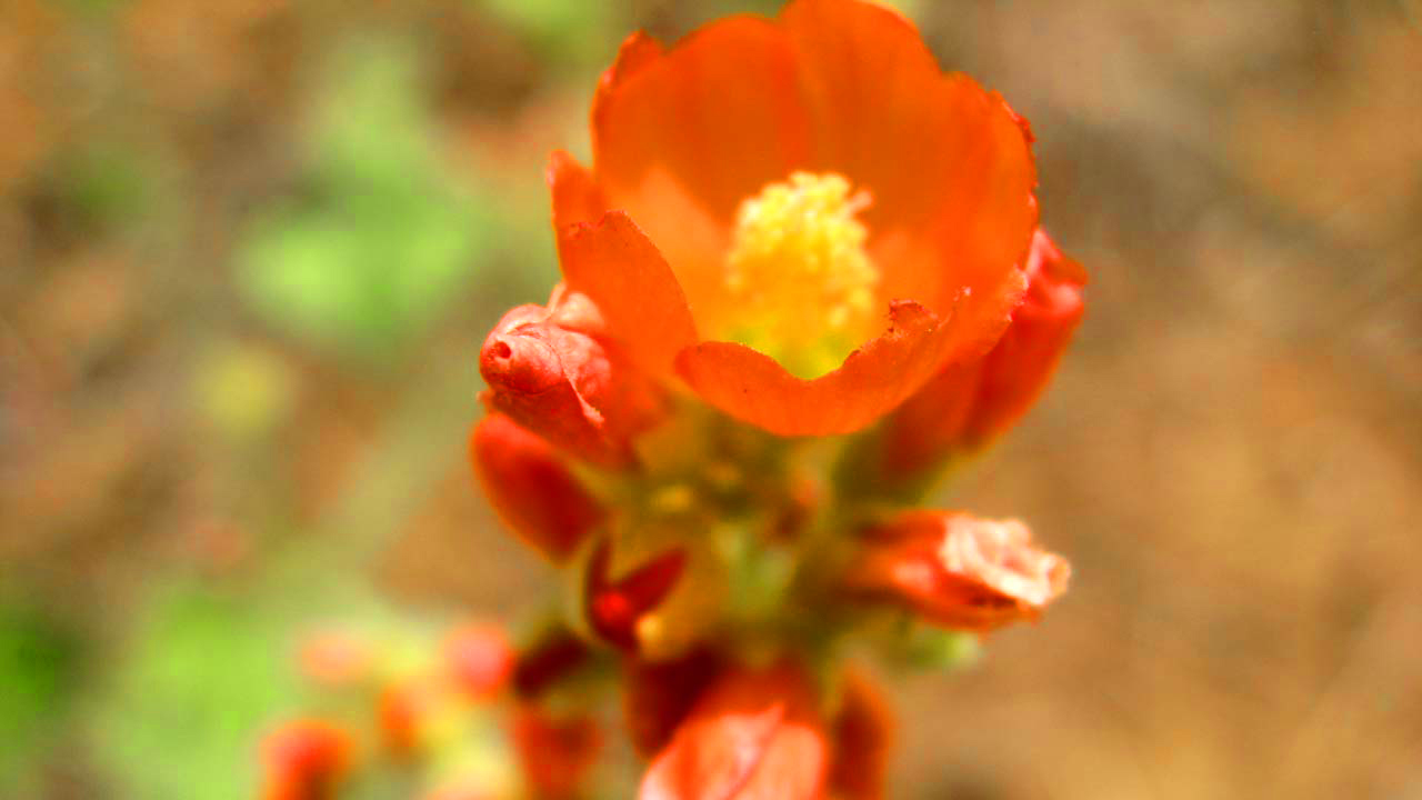 Park Photo