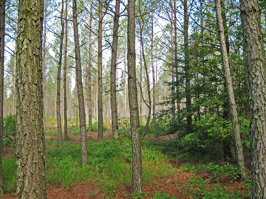 Park Photo