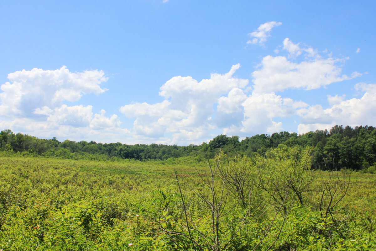 Charlotte State Forest