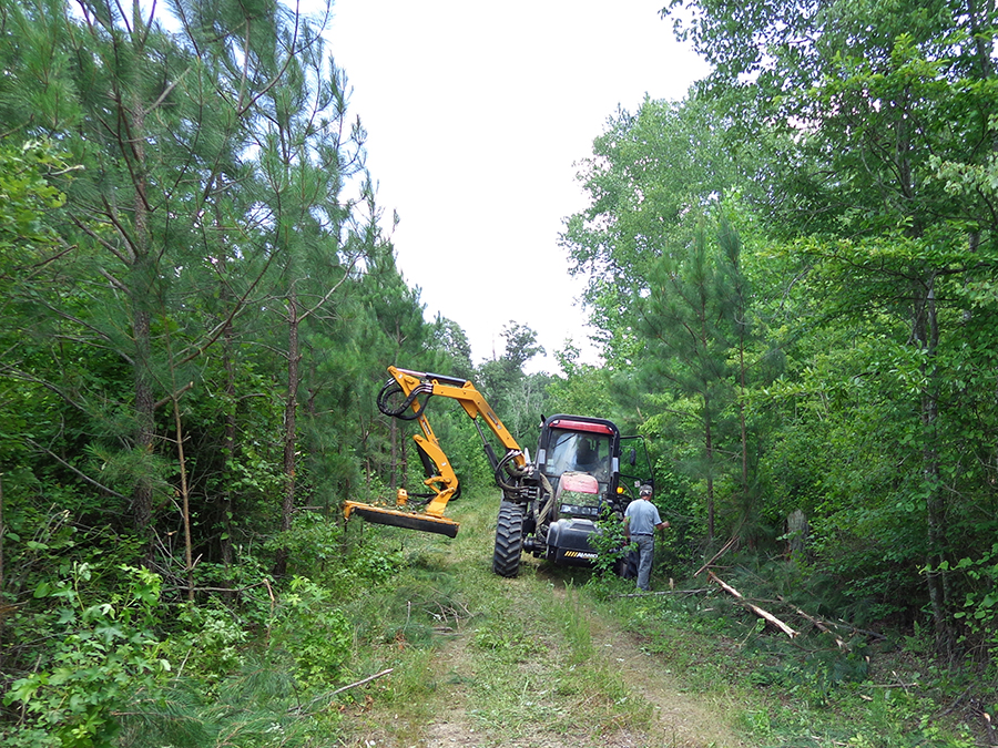 Dragon Run State Forest