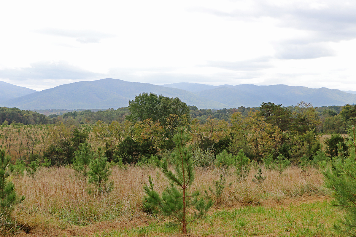 First Mountain State Forest